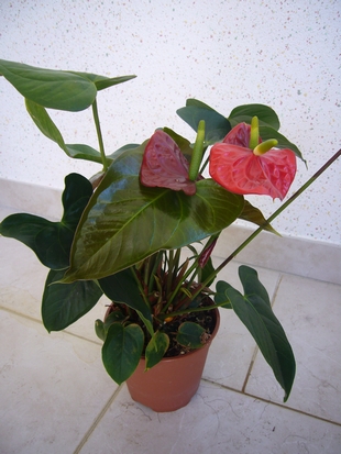 Fleurs