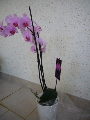 Fleurs