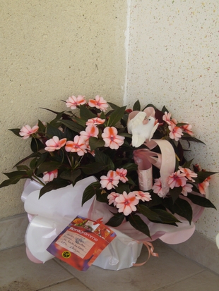 Fleurs