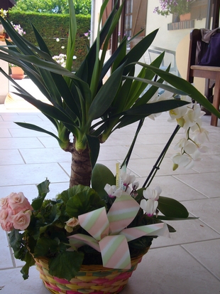 Fleurs