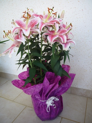Fleurs