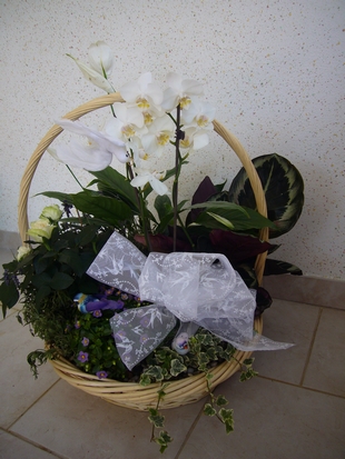 Fleurs